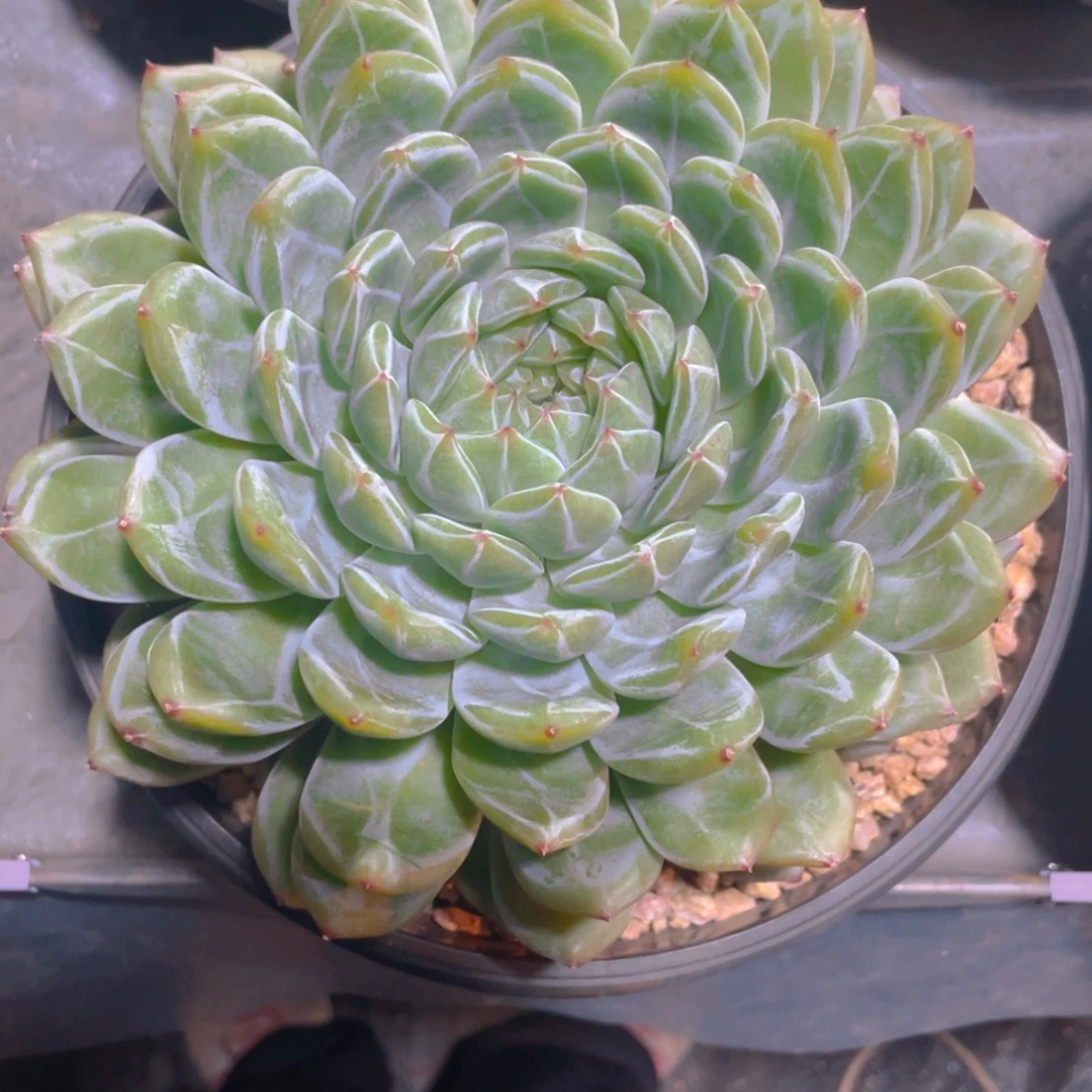 雪花珍妮多肉植物一棵