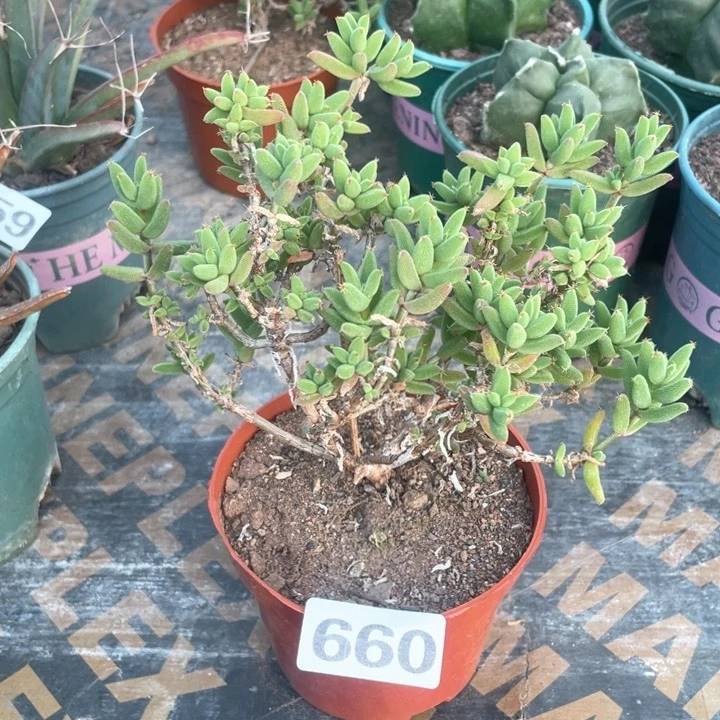 660玉米枝干老桩