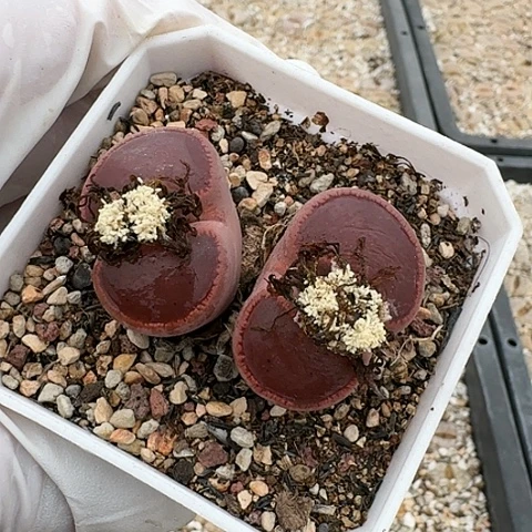 3586母本KO日轮双头带盆