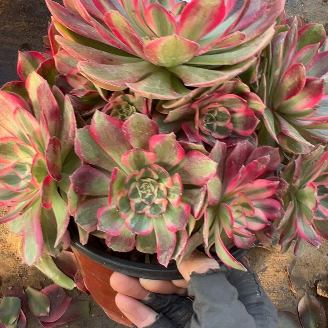 12.30-11云河多肉植物