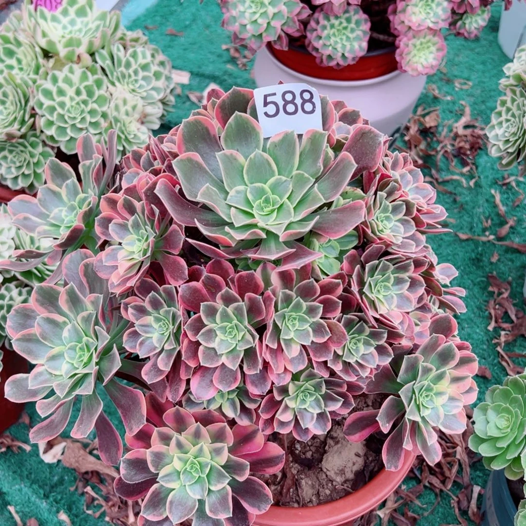 588金丝雀法师多肉植物