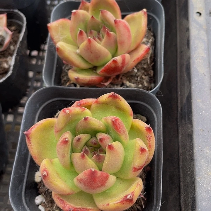 红岩蜜语带盆土发