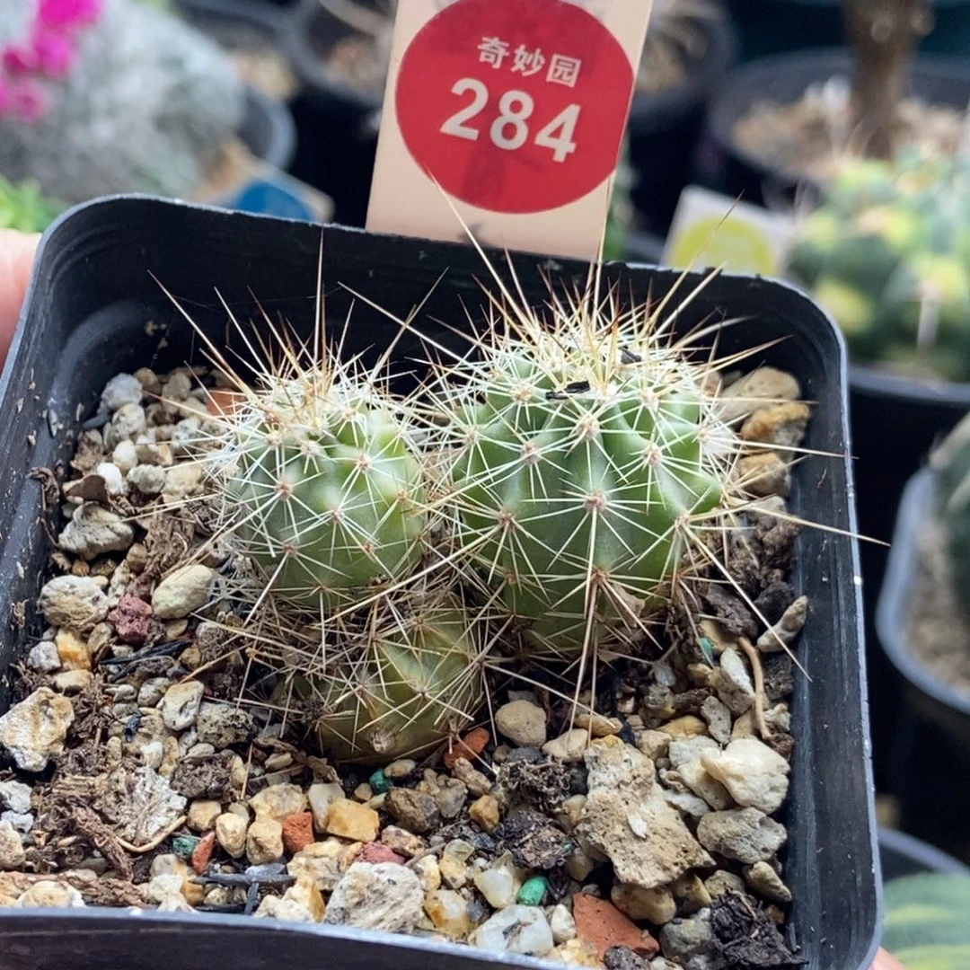 实生狂刺幻虾群有斑