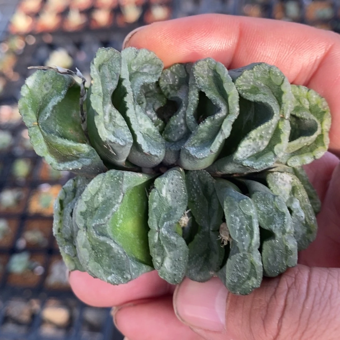 3103 一颗大银法师玉扇 挑大的发货 超级福利