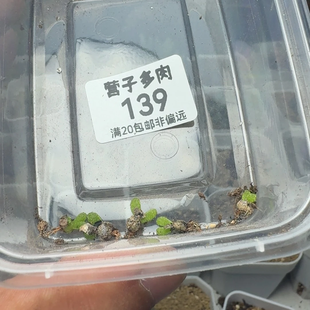 妖奇玉。  5颗。