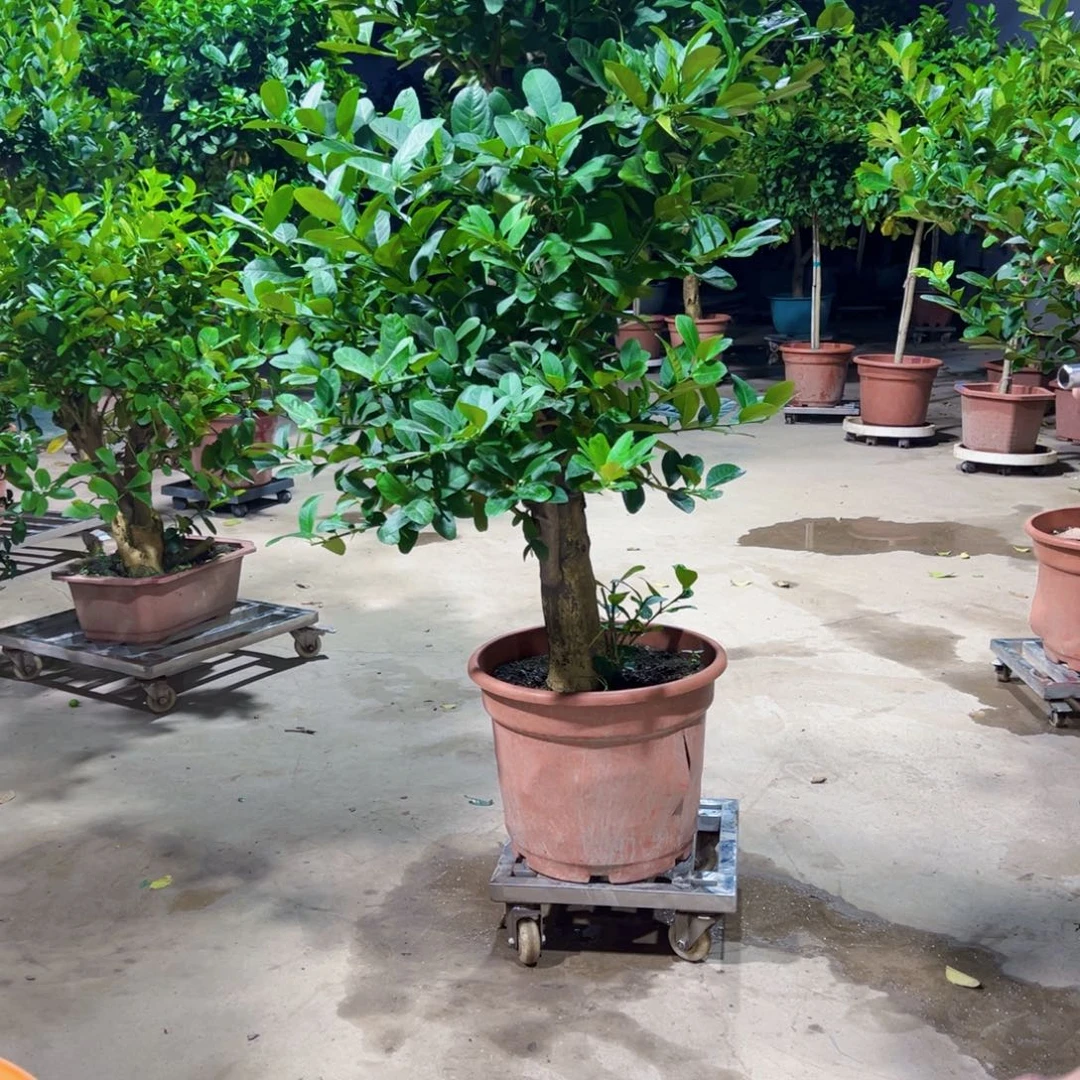 广东四季香水柠檬树