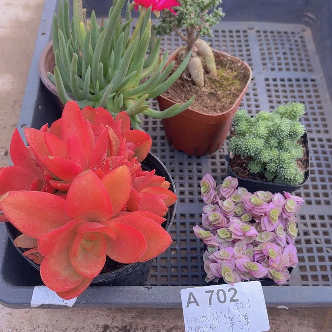 多肉702多肉植物