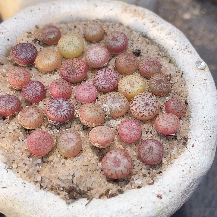 16504粉体安贞一颗