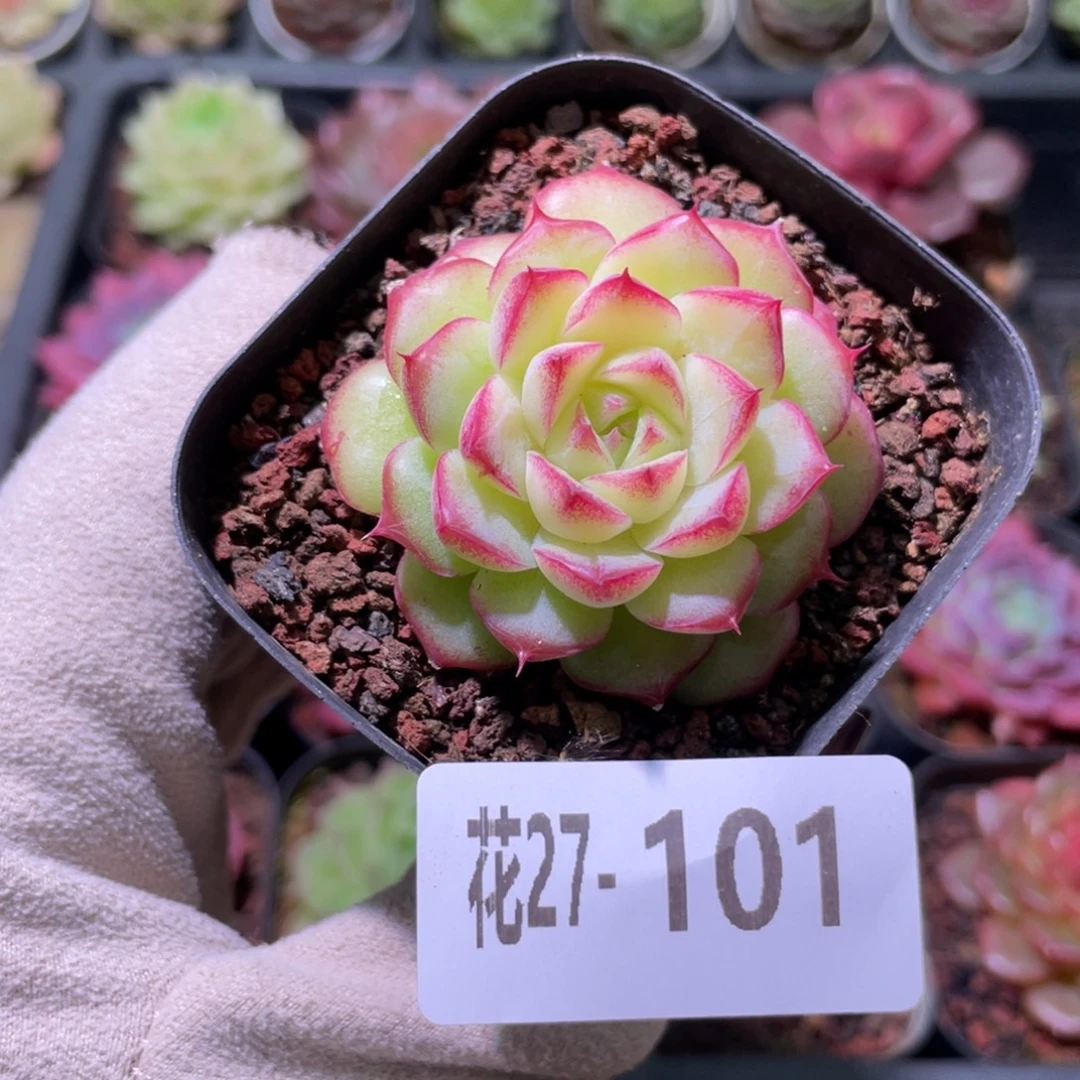 花利美27-101女王玫瑰