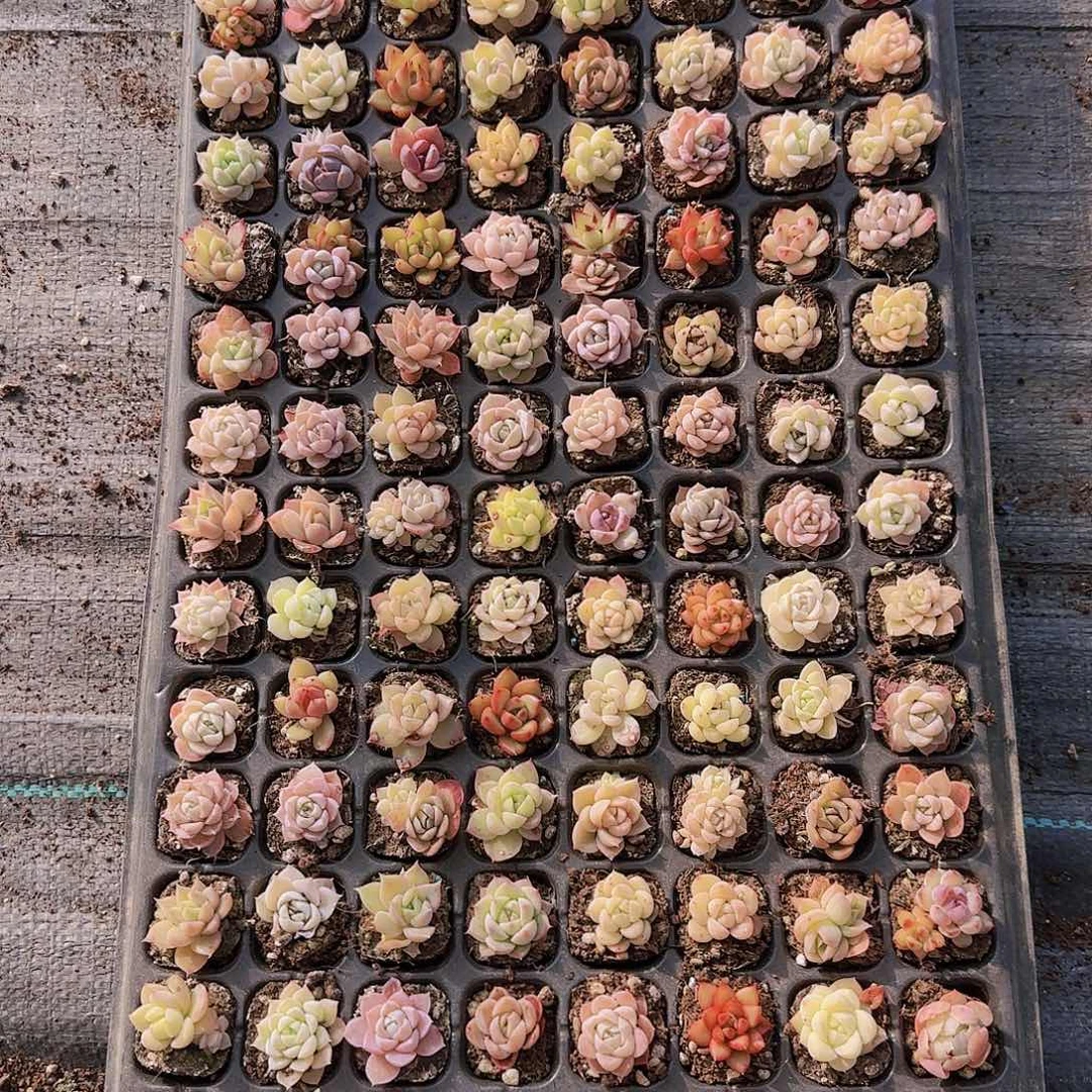 直播一物一拍多肉02