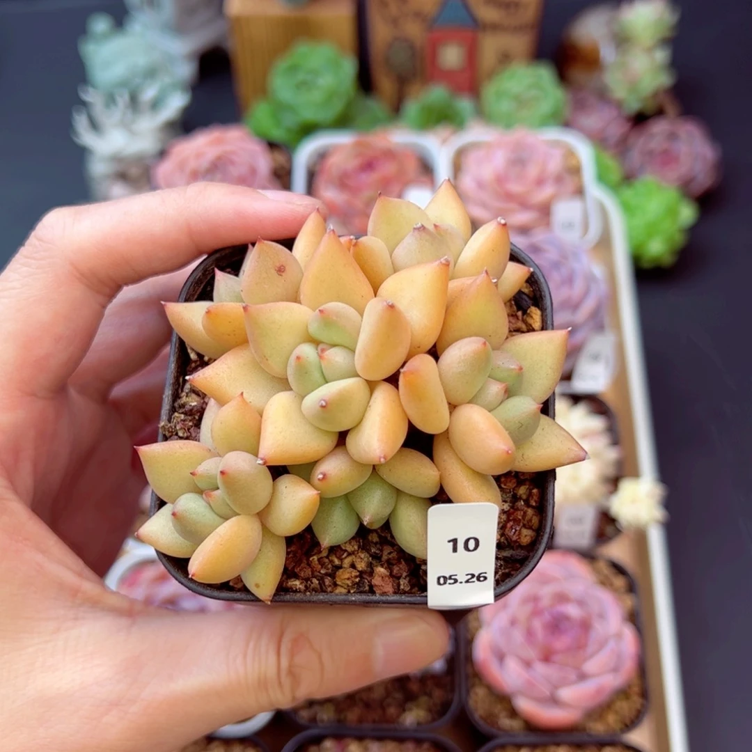 君*?黄金象牙10、哈哈哈哈