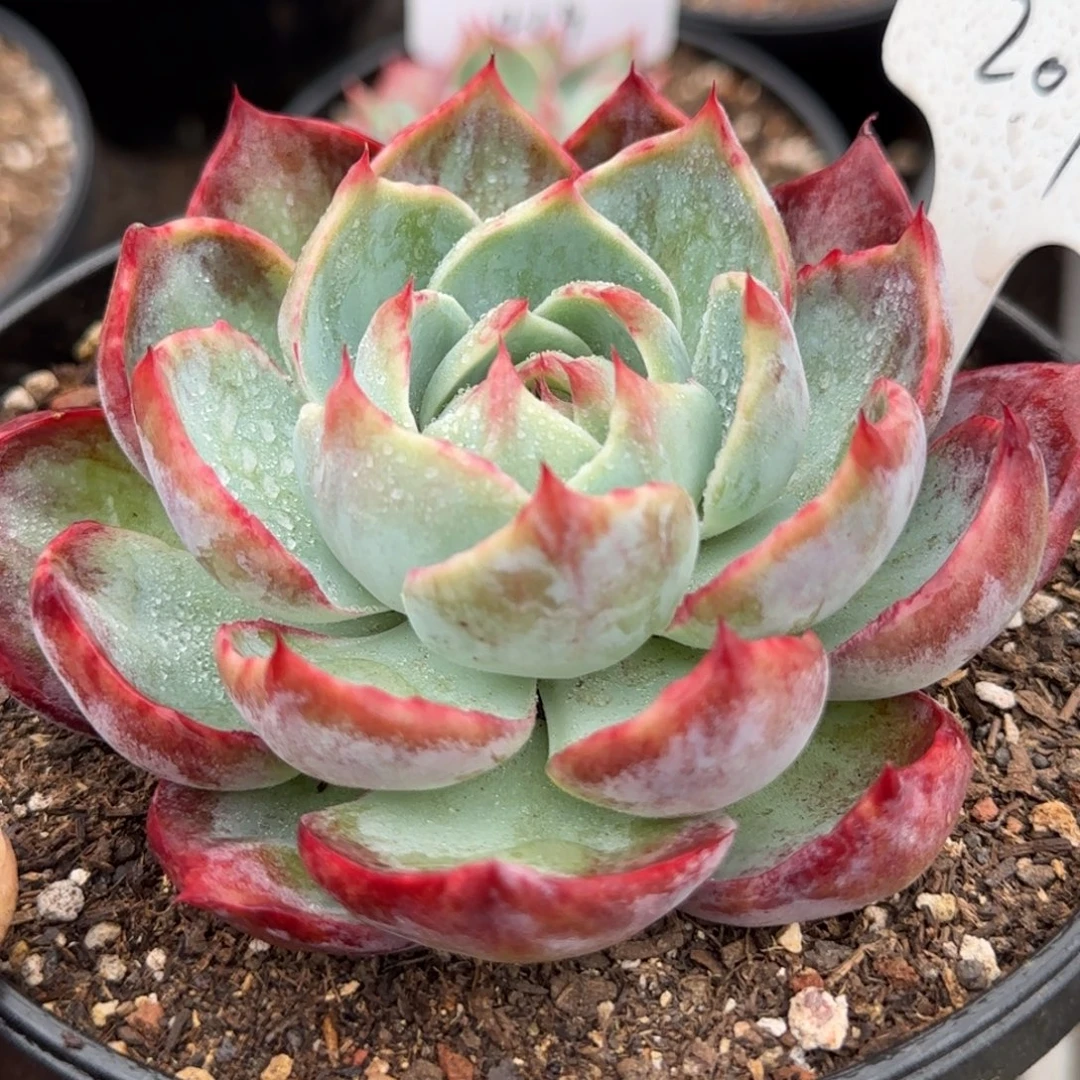 惊鸿一物一拍包装收缩花旱207