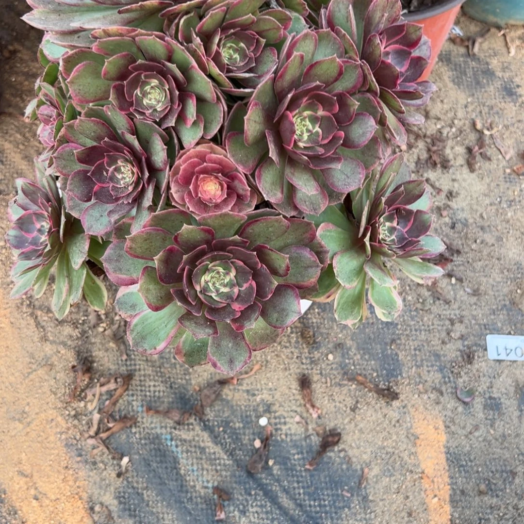 451黑魔锦多肉植物