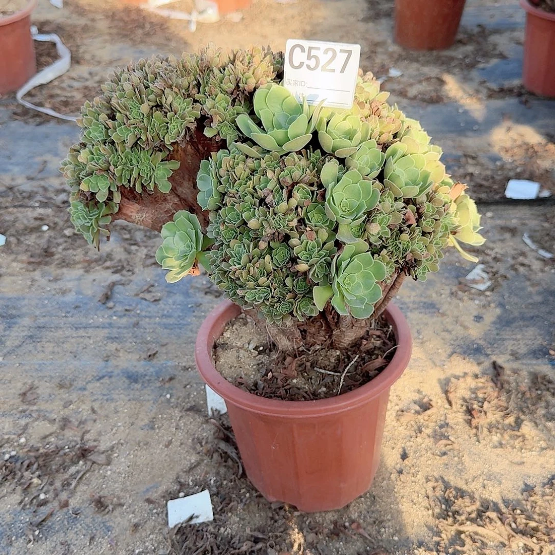 527玫瑰一颗呀呀呀呀