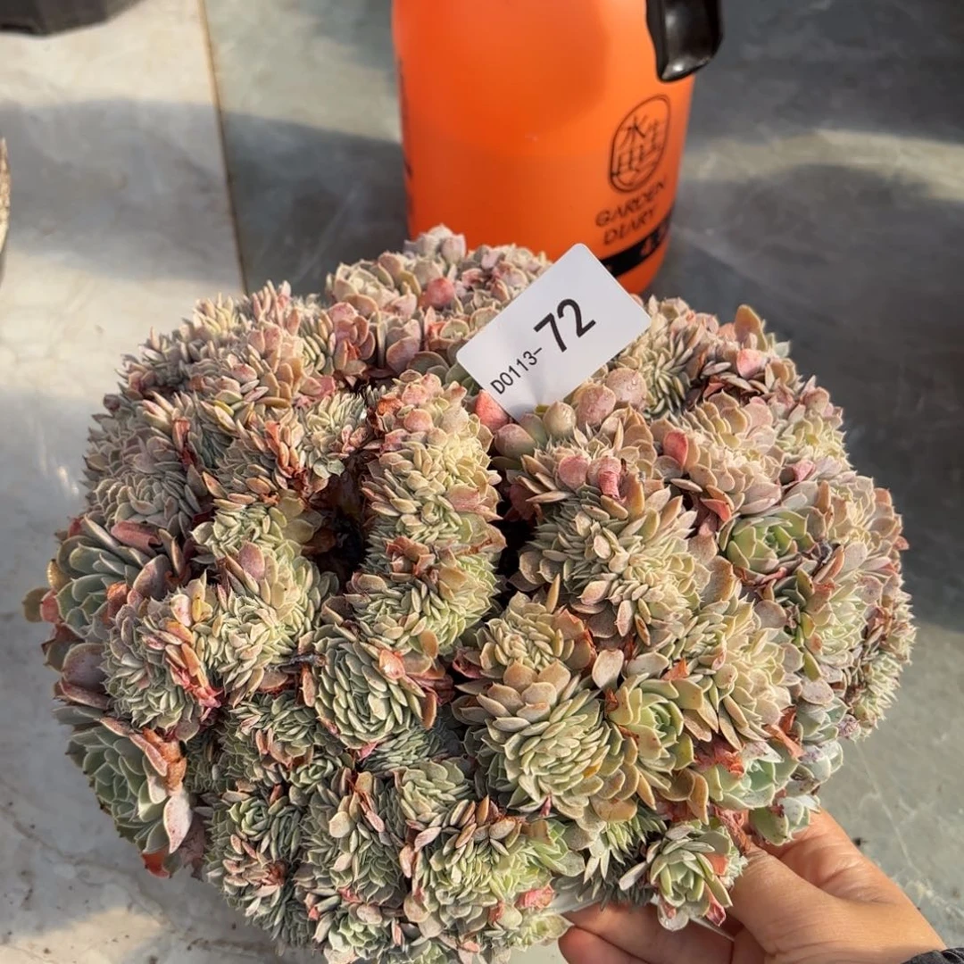 同温层多肉天赐缀72瑕疵