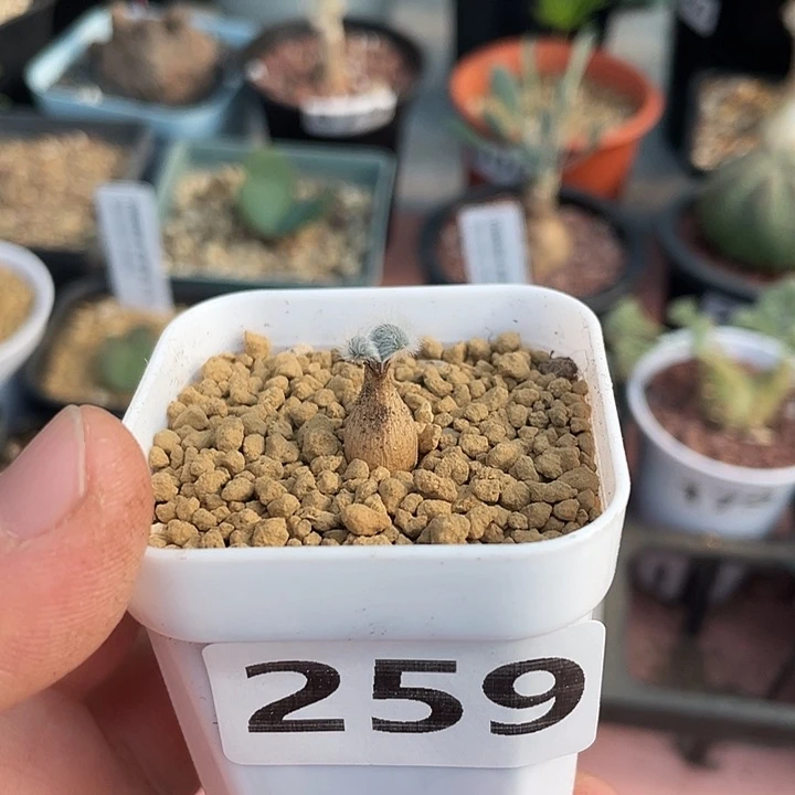 259迷你毛叶石蒜，