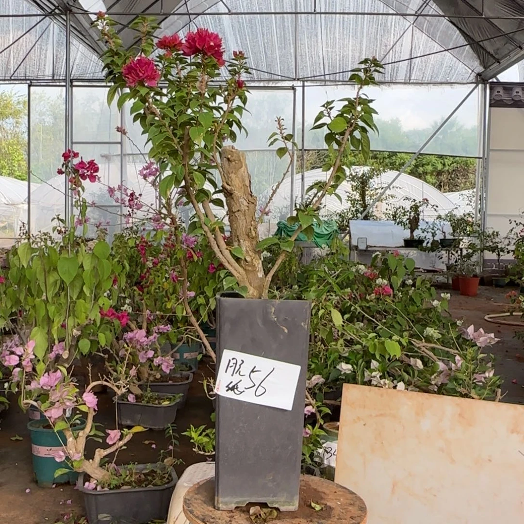 大部分花苞少量开放小桃红56脱盆