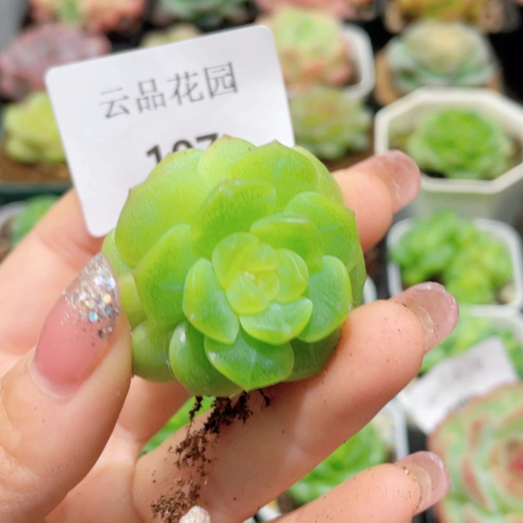 107号糖心冰心珍妮 无尽灯