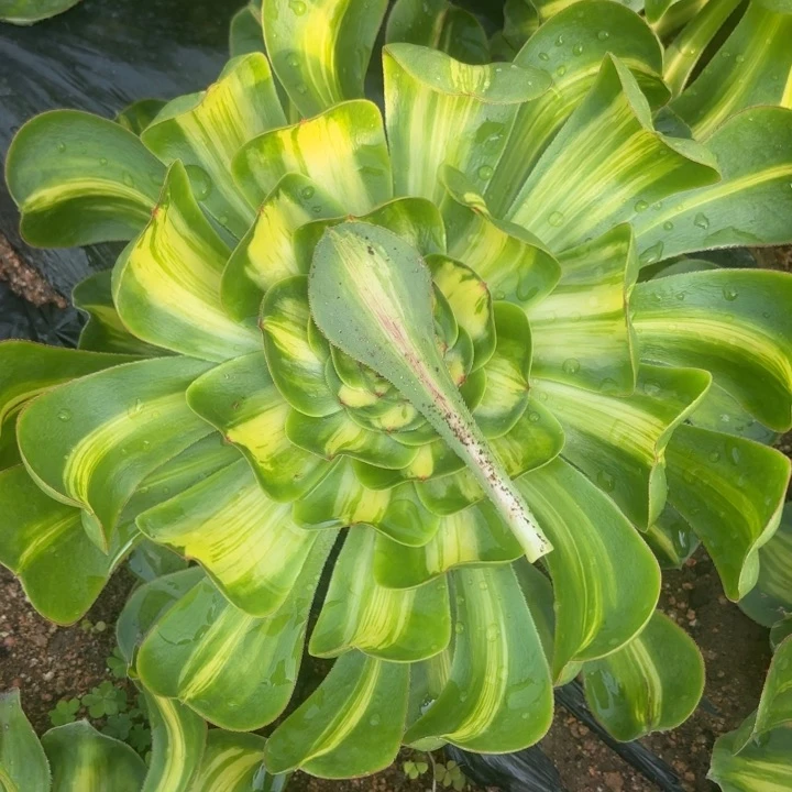 暴君多肉多肉植物花瓣