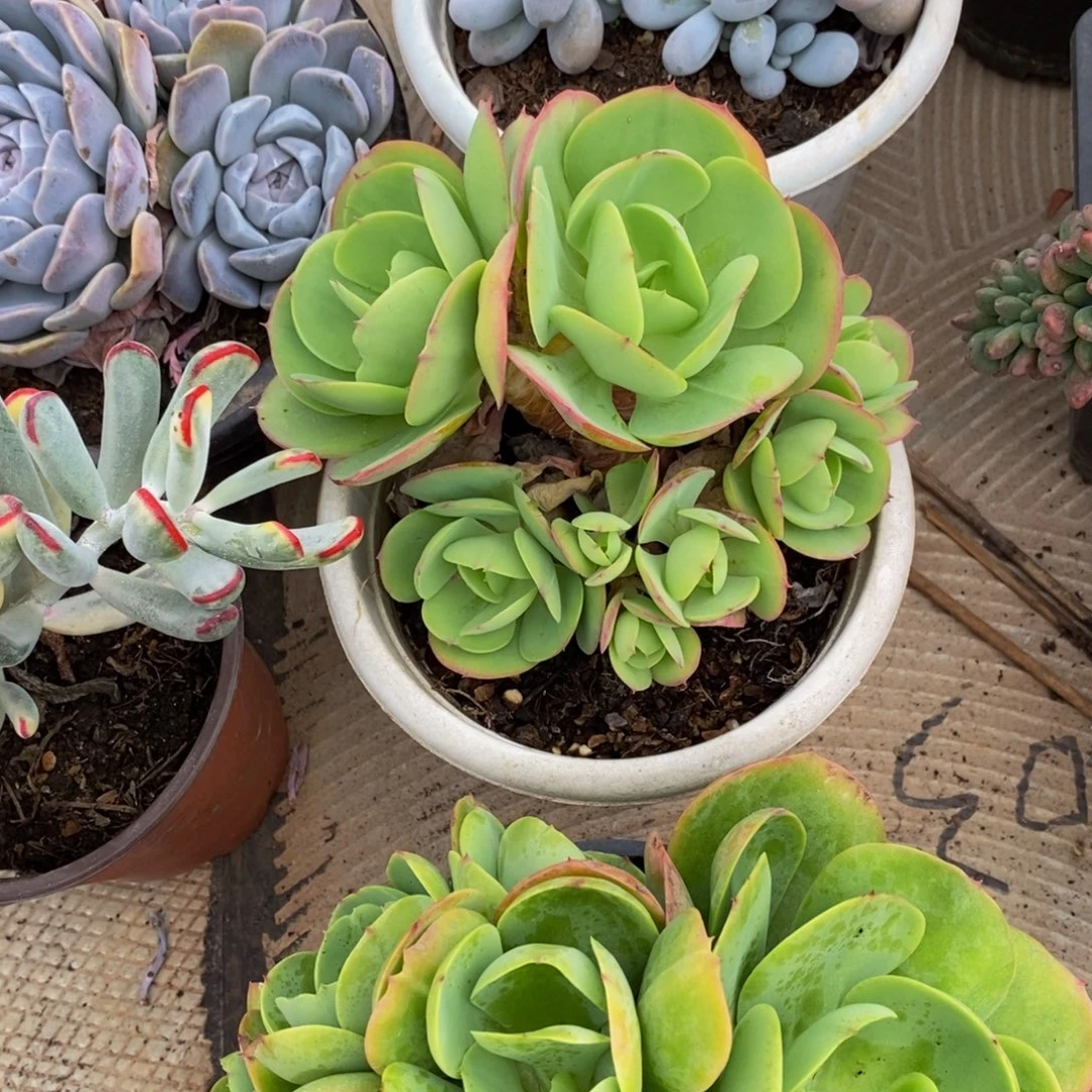 卿***48包邮一物一拍多肉