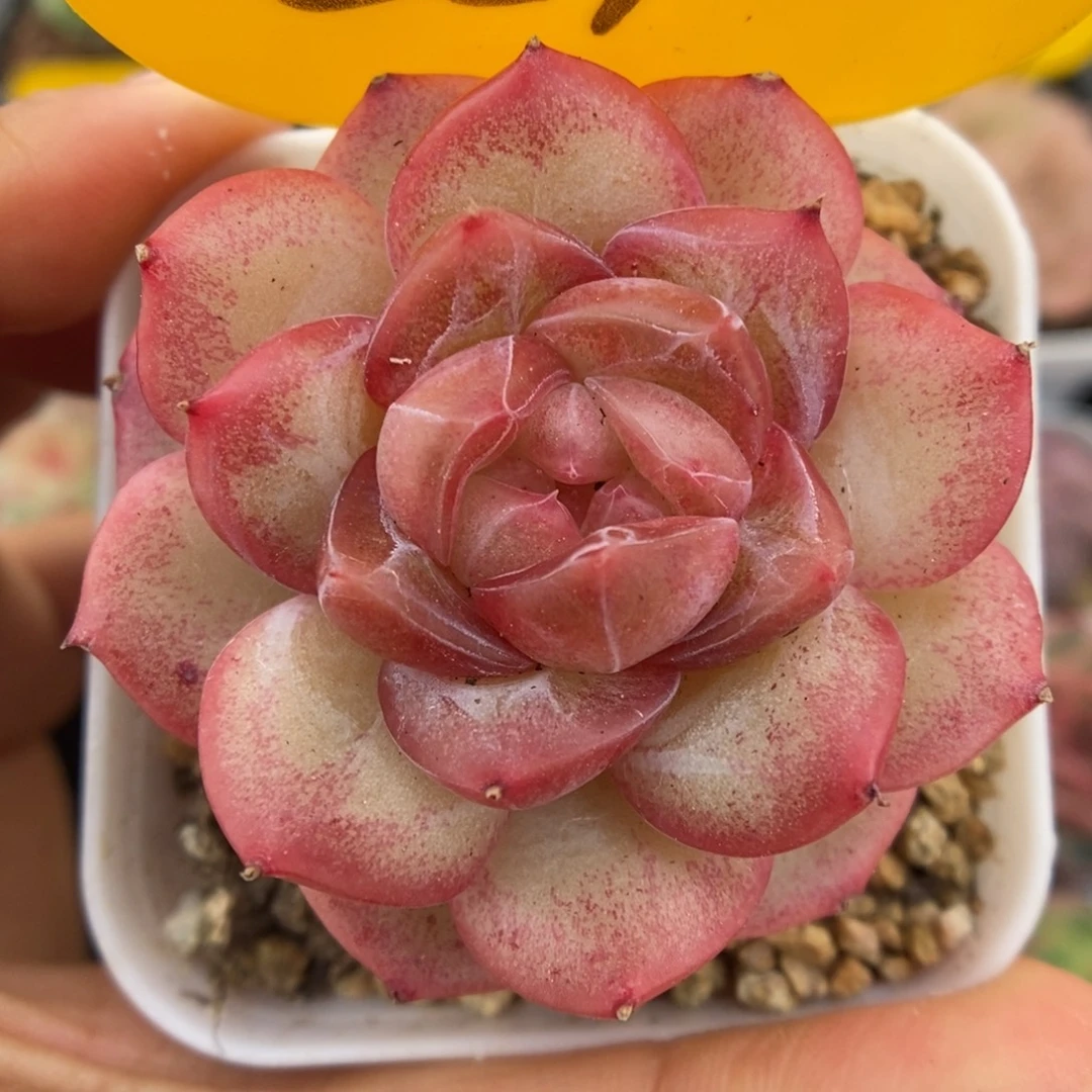 粉钻心珍妮可拍651号