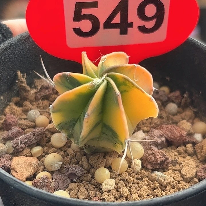 仙人球实生水牛角锦