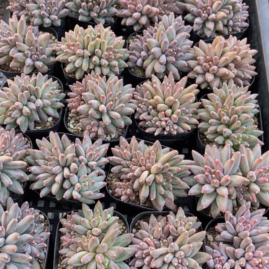 量拍56号 伊卡鲁斯多头一个