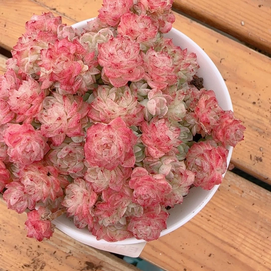 妥***妥花语多肉0105-157散