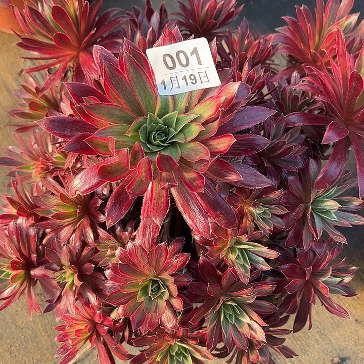 1.19-1孔雀锦多肉