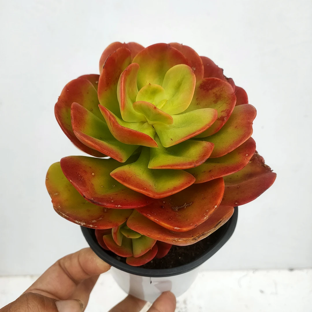 红梅 满20包邮裸根发货 多肉植物掉叶擦伤不售后长沙星昊多肉