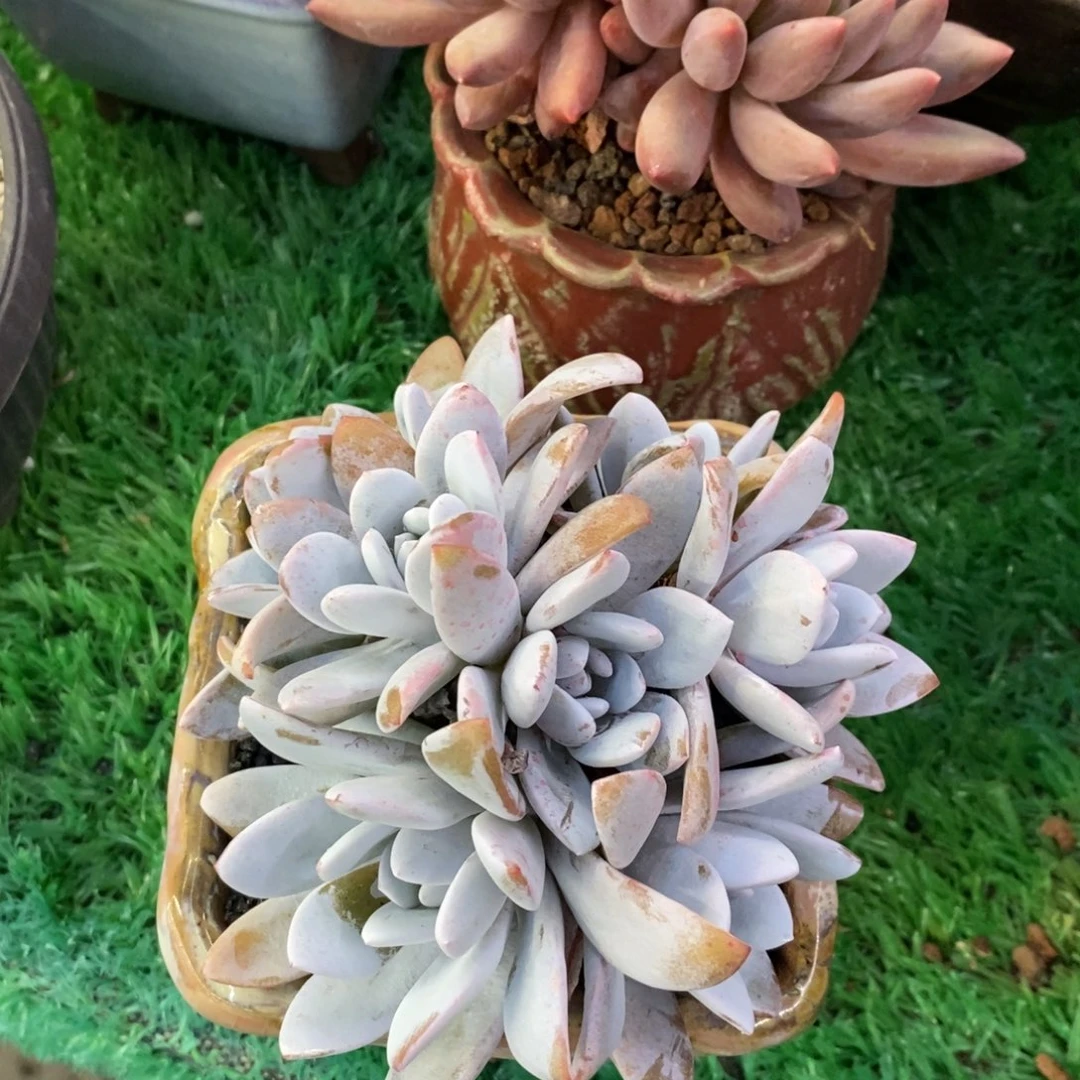 秘****蹄风干鸡雪莲多肉植物盆栽