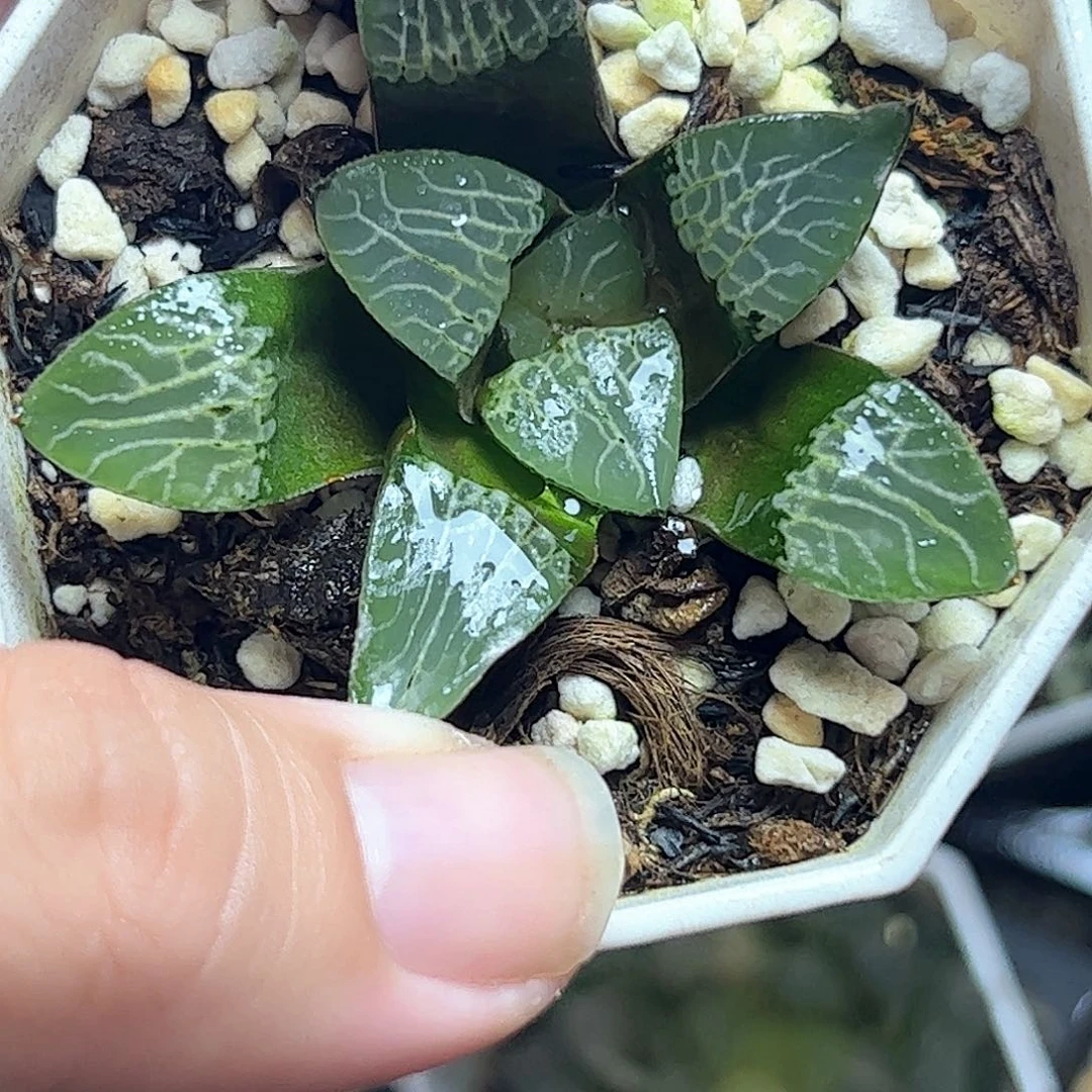 101实生杂克红红火火恍恍惚惚
