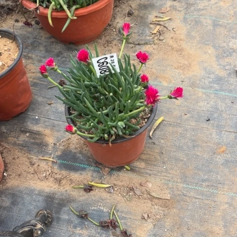 608奔龙不包断枝