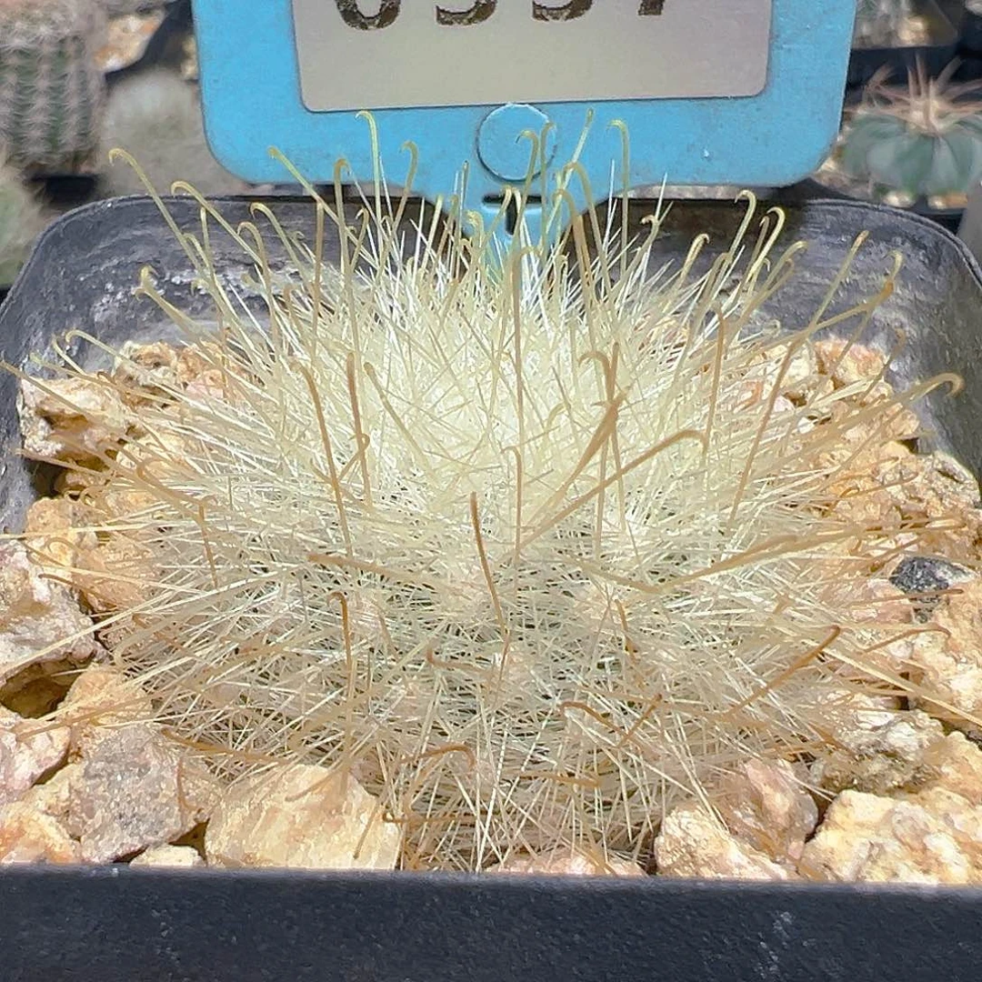 6337月宫殿实生裸根发货