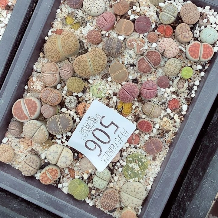 这个点睡起来都会506