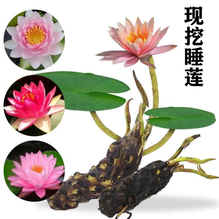 大花睡莲根块荷花水养植物庭院池塘盆栽带芽花苗