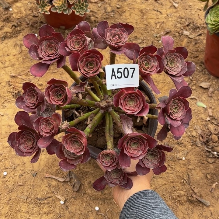 魅金玫瑰多肉植物507.