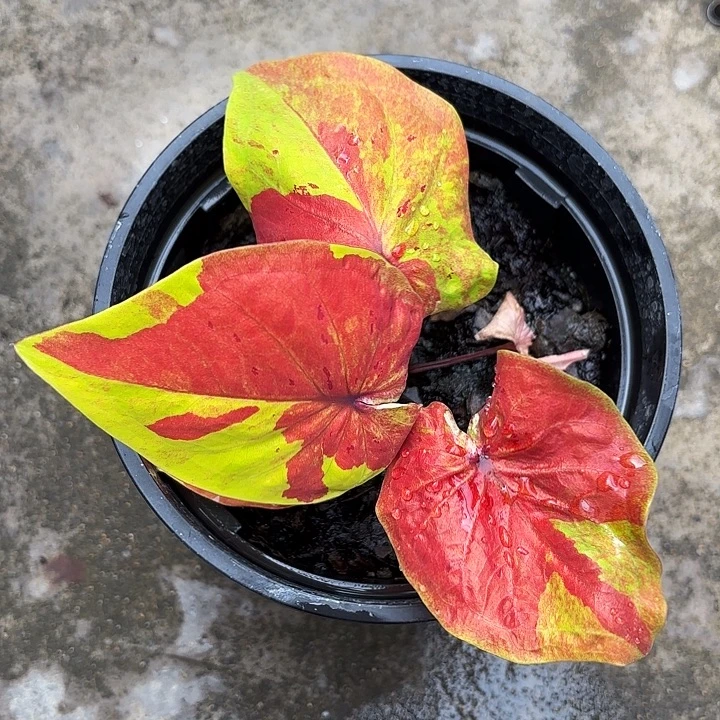 18-1027种子彩叶芋泰国