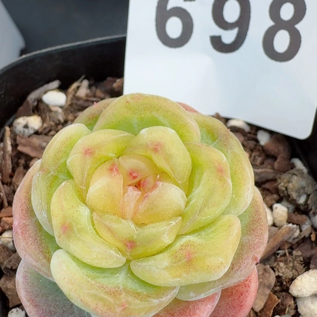 绿豆糕         精品多肉