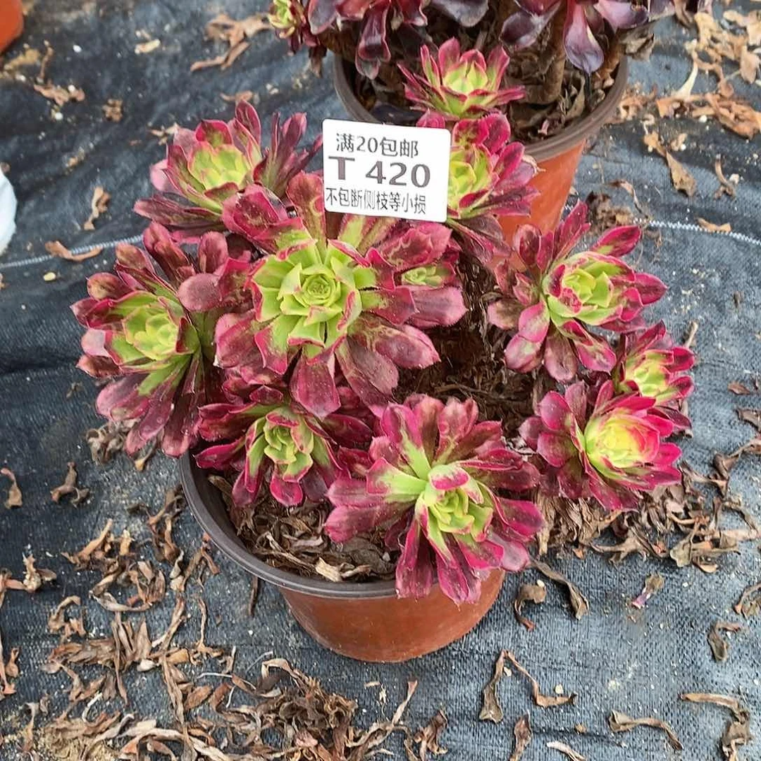 420舞天姬多肉丛林