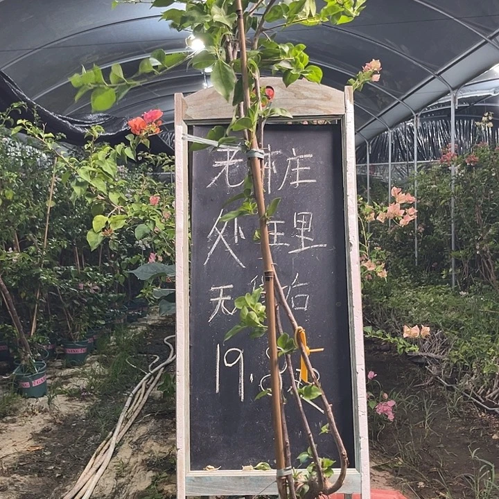 无花朵三角梅三角梅240