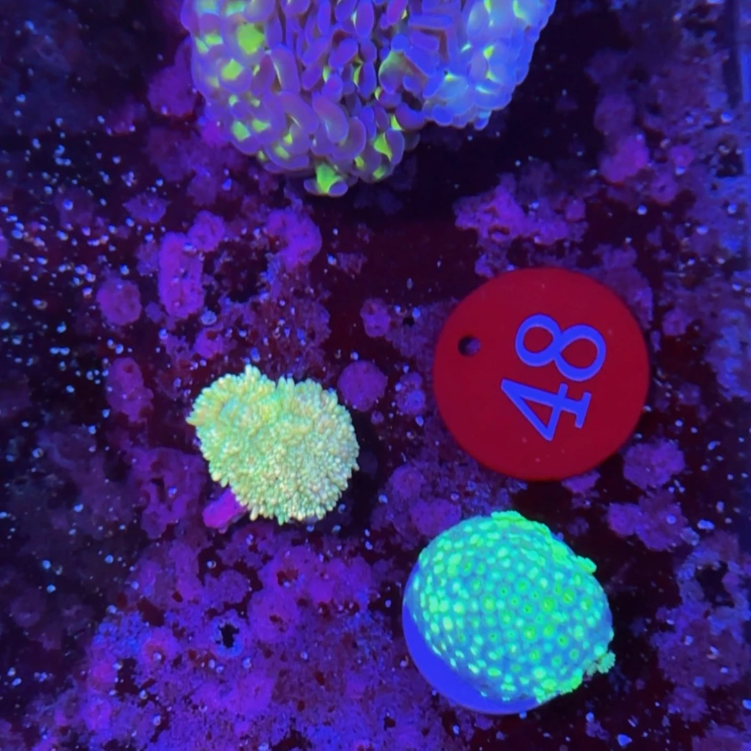 万鱼来朝海水观赏