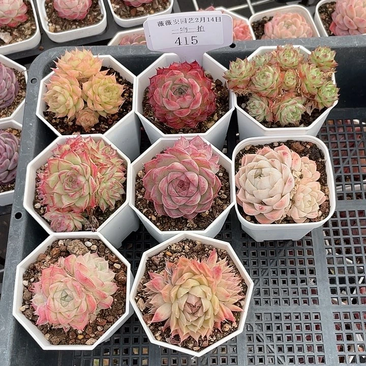 薇薇安园艺多肉415