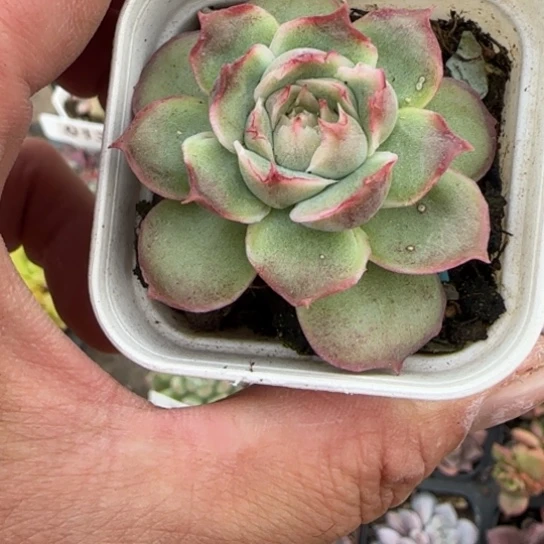 290水晶虾饺多肉植物多
