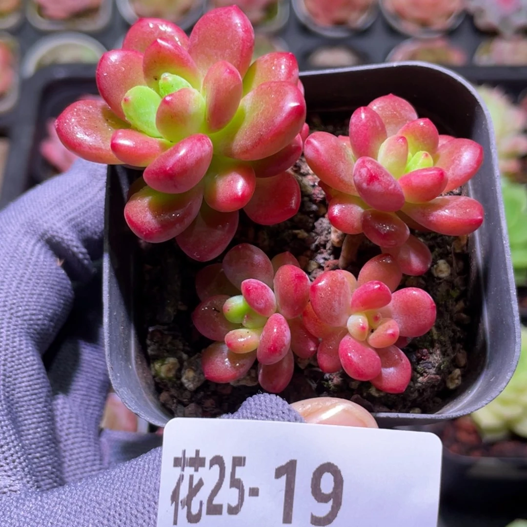 花利美25-19香格里拉