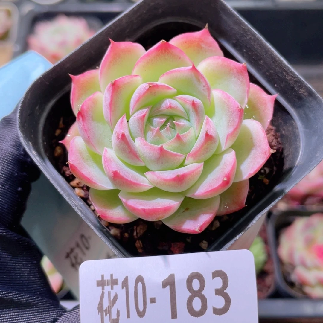 花利美10-183美瞳