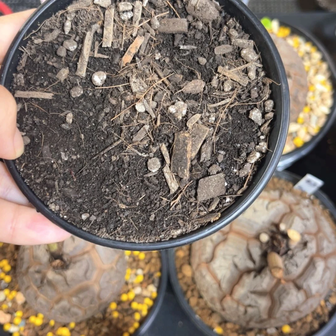 盲盒龟甲龙3公分以上