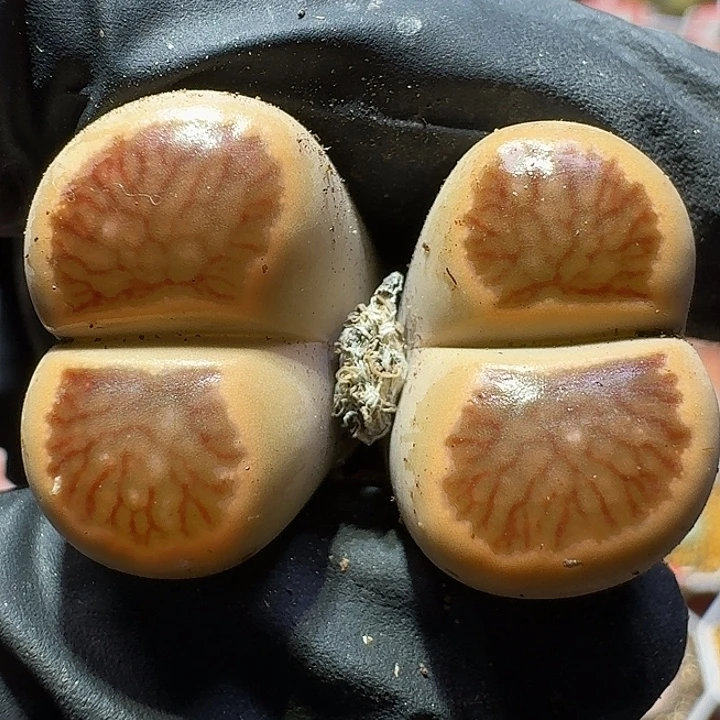 生石花111111。   153