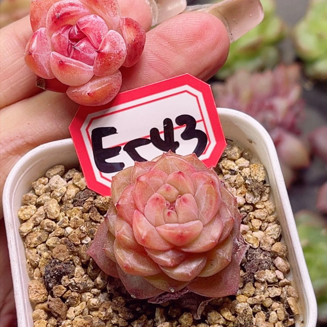 E542两个卡拉米一物一拍