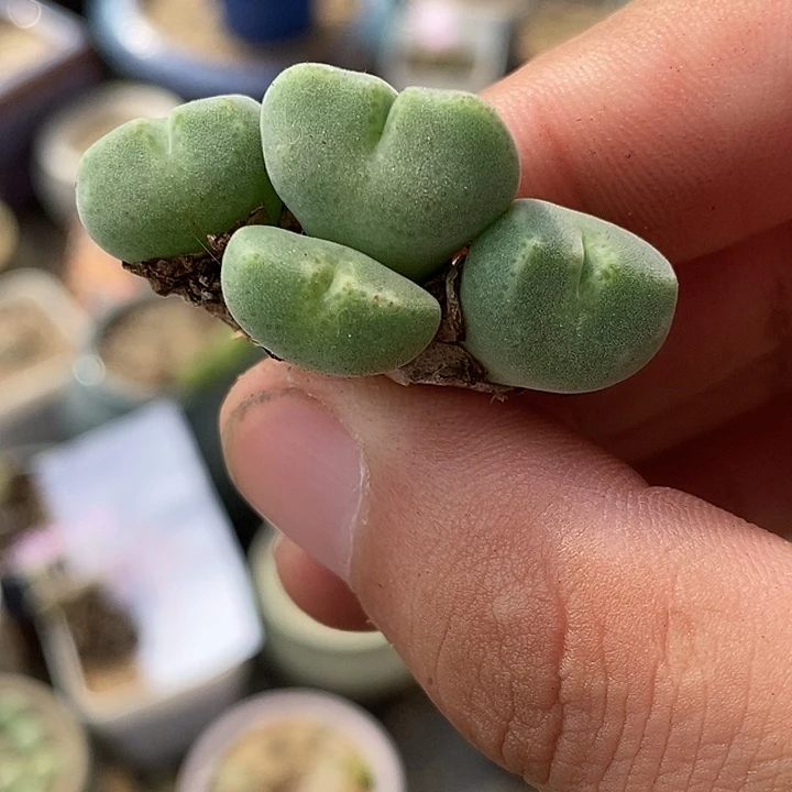 2654鬼脸绿豆糕一群。